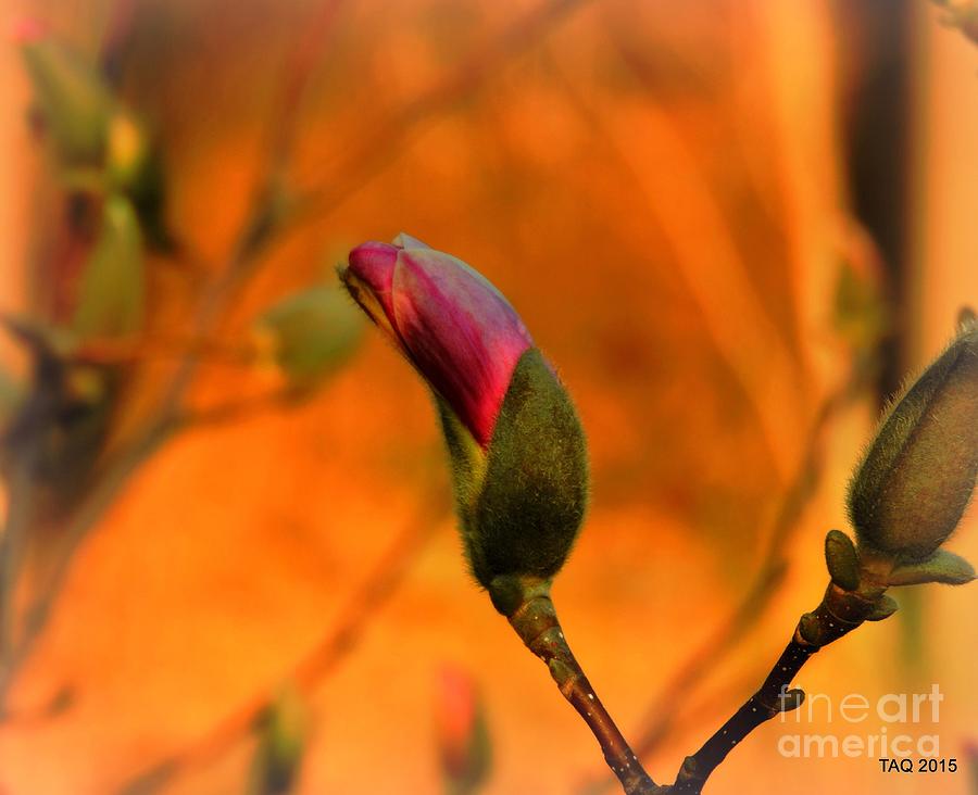 Magnolia Movie Photograph - Evening Kiss by Tami Quigley
