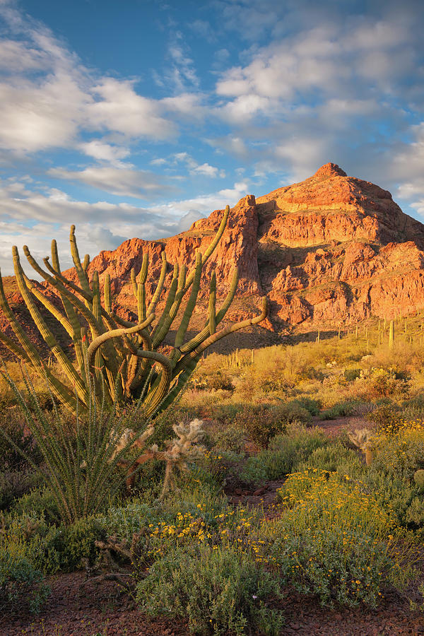 Evening light bathes the Sonoran Desert and Organ Pipe Cactus National ...