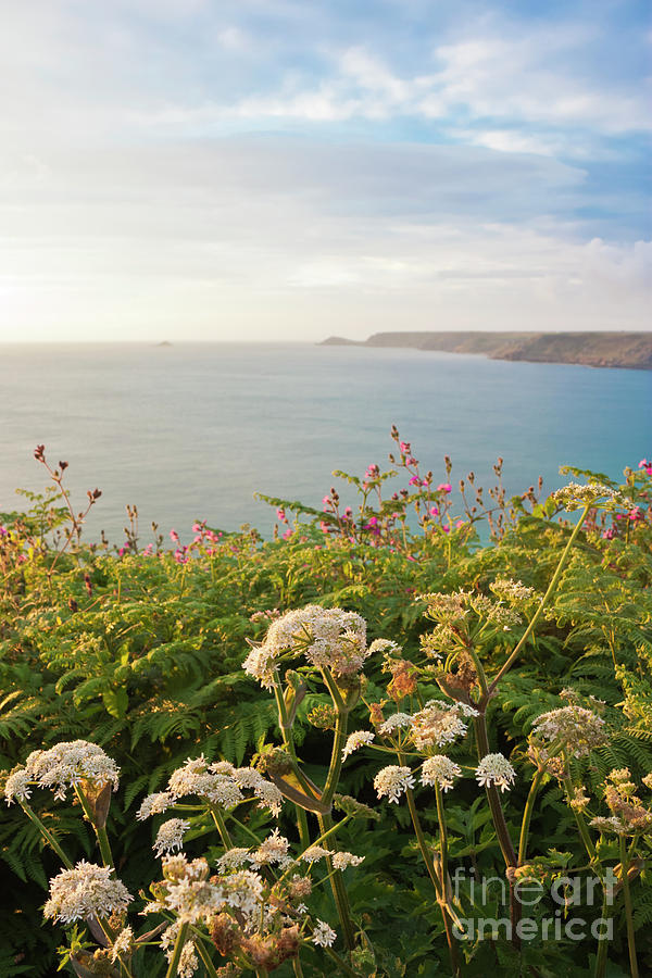 Flower Photograph - Evening Light in Cornwall by Terri Waters
