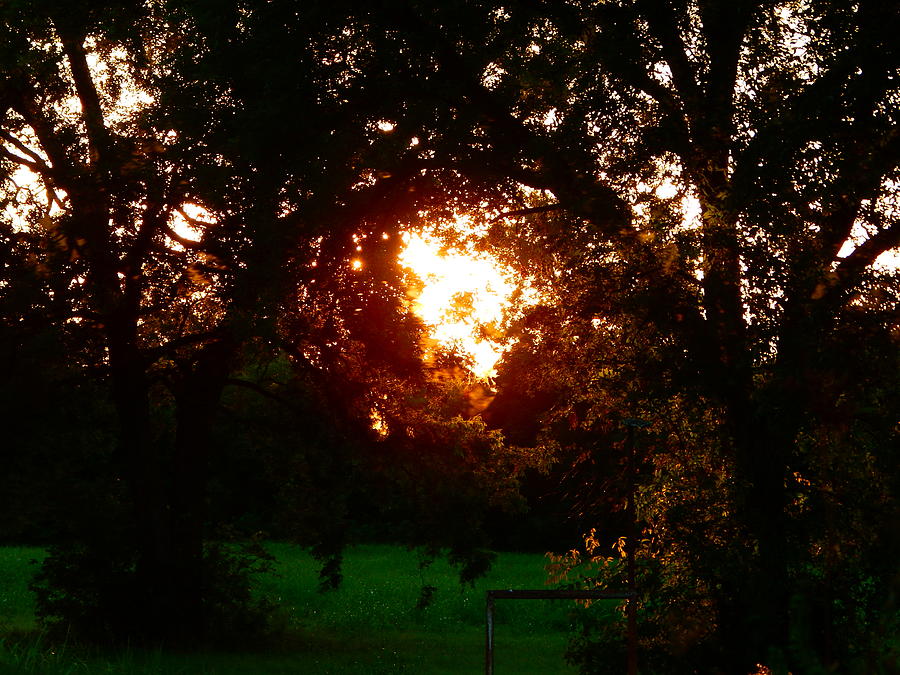 Evening Light In The Pecan Bottom Photograph by Virginia White