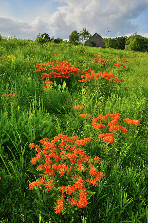 Evening Light on Butterfly Weed of Glacial Park Photograph by Ray Mathis