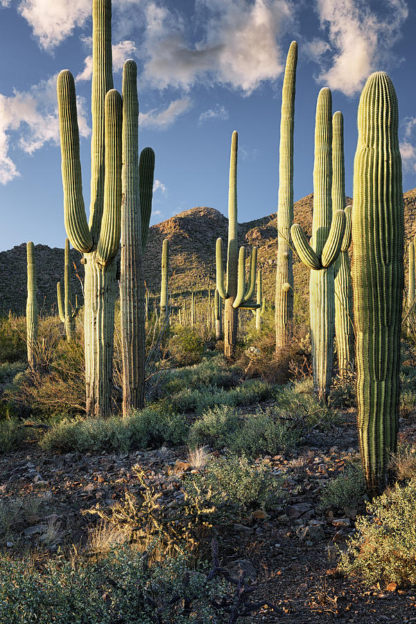 Evening light on towering saguaro cactus. Photograph by Larry Geddis