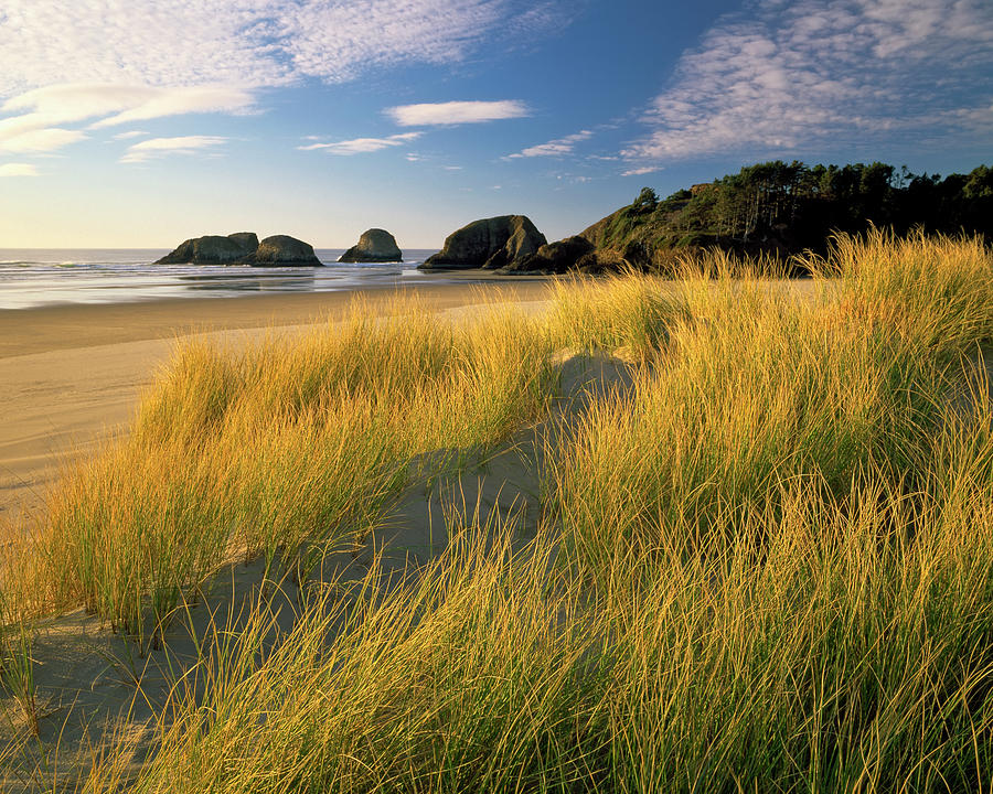 Beach Photograph - Evening light warmth on the dune grasses at Chapman Point near Cannon Beach. by Larry Geddis