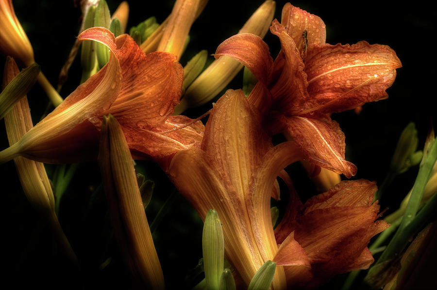 Evening Lilies Photograph by Mike Eingle