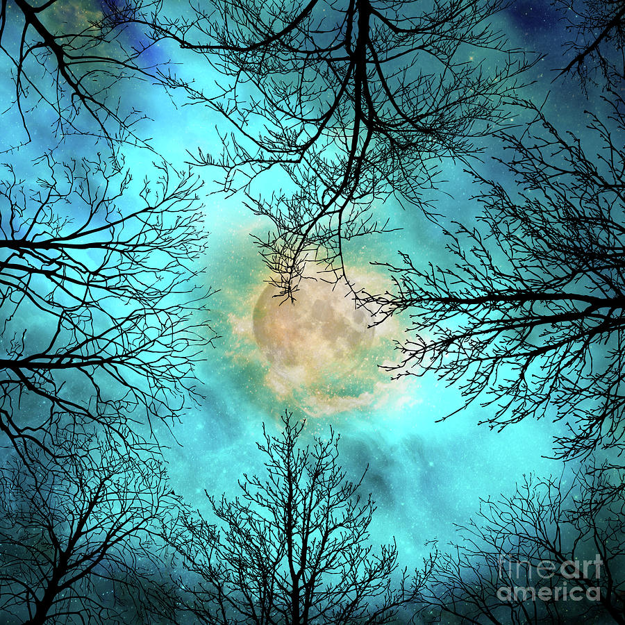 Evening, looking up at bare trees, the moon and starry sky Painting by ...