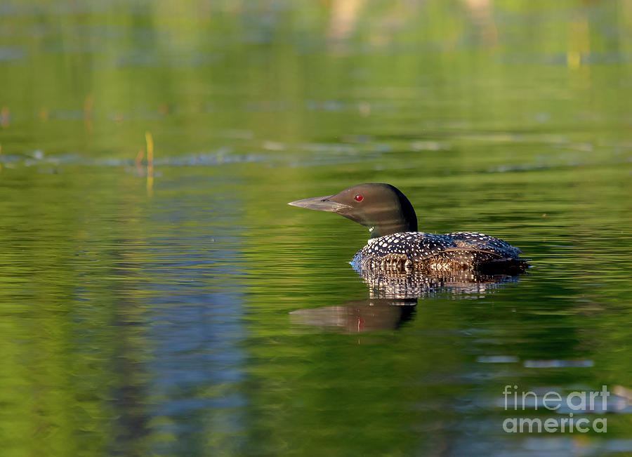 Evening Loon Photograph by Cheryl Baxter