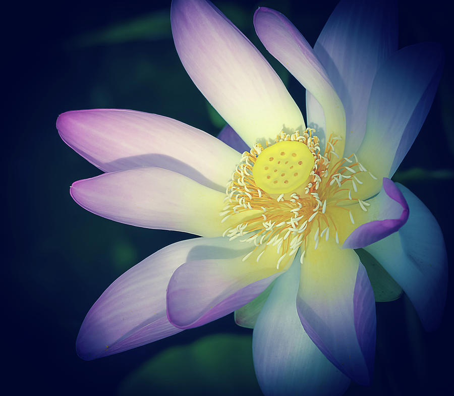 Evening Lotus  Photograph by Julie Palencia