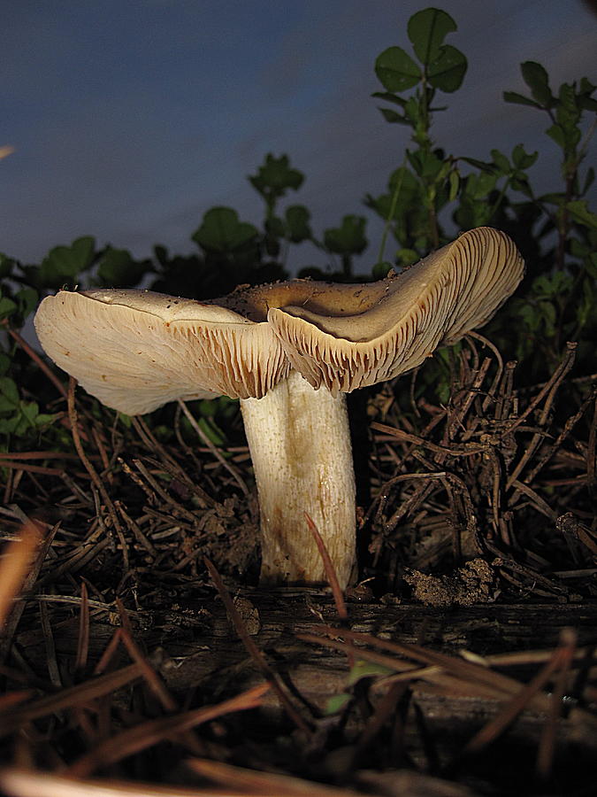 Evening Mushroom Photograph by John King I I I