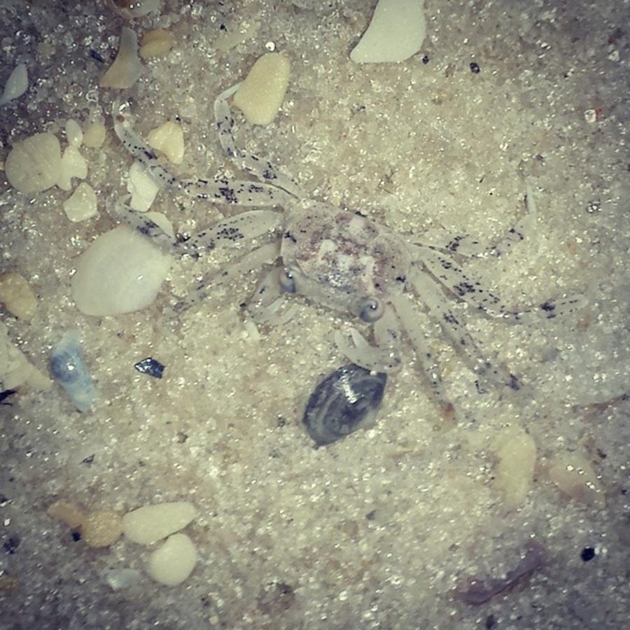 Evening Of Sand Crab Hunting And This Photograph by Amanda Dodd