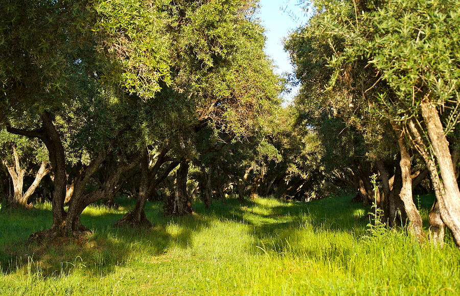 Evening Olive Orchard Photograph by Michele Myers