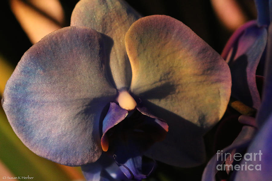 Evening Orchid Photograph by Susan Herber