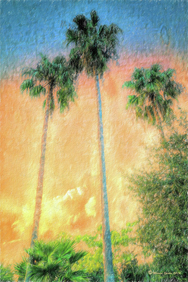 Evening Palms Photograph by Marvin Spates