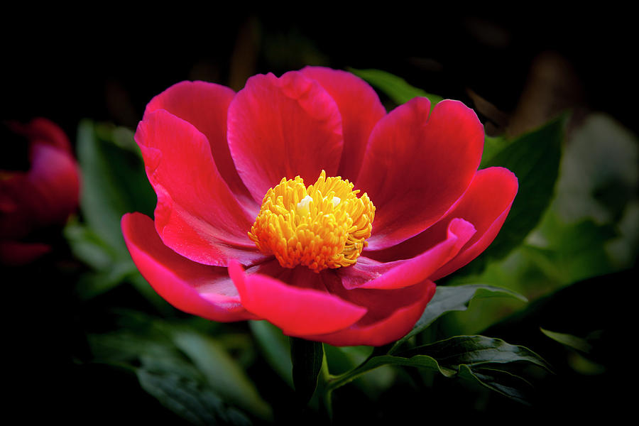 Evening Peony Photograph by Charles Harden