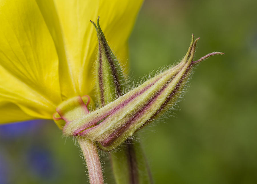 Evening Primrose Flower from Below by Steven Schwartzman Evening Primrose Flower from Below by Steven Schwartzman