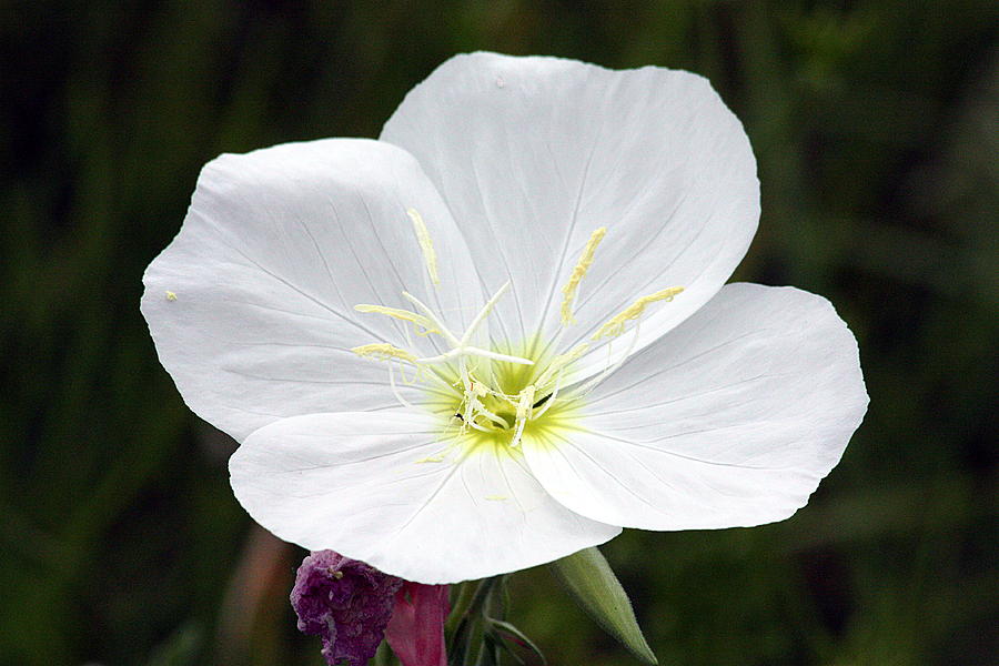 Evening Primrose Photograph by Sheila Brown