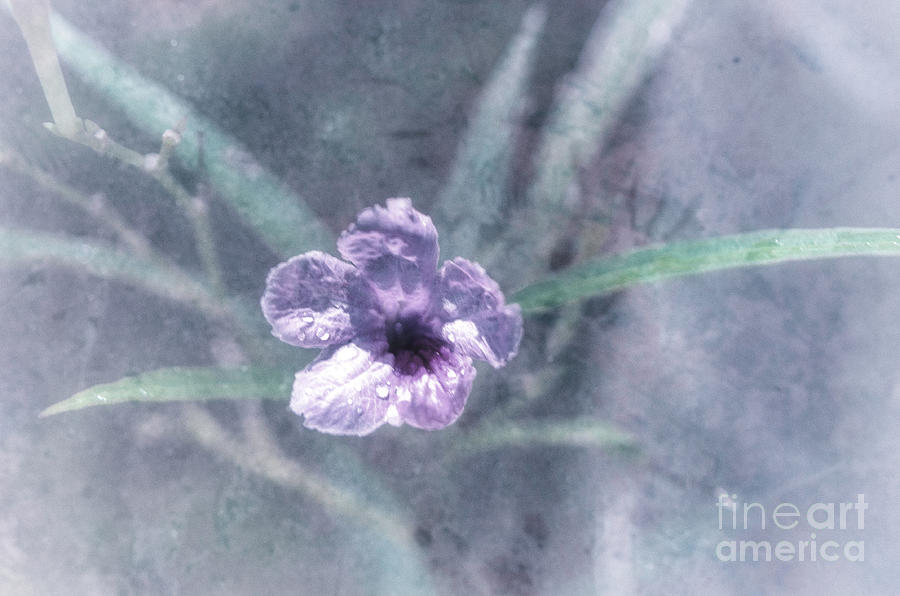 Evening Primrose With Overlay Photograph by Michelle Meenawong