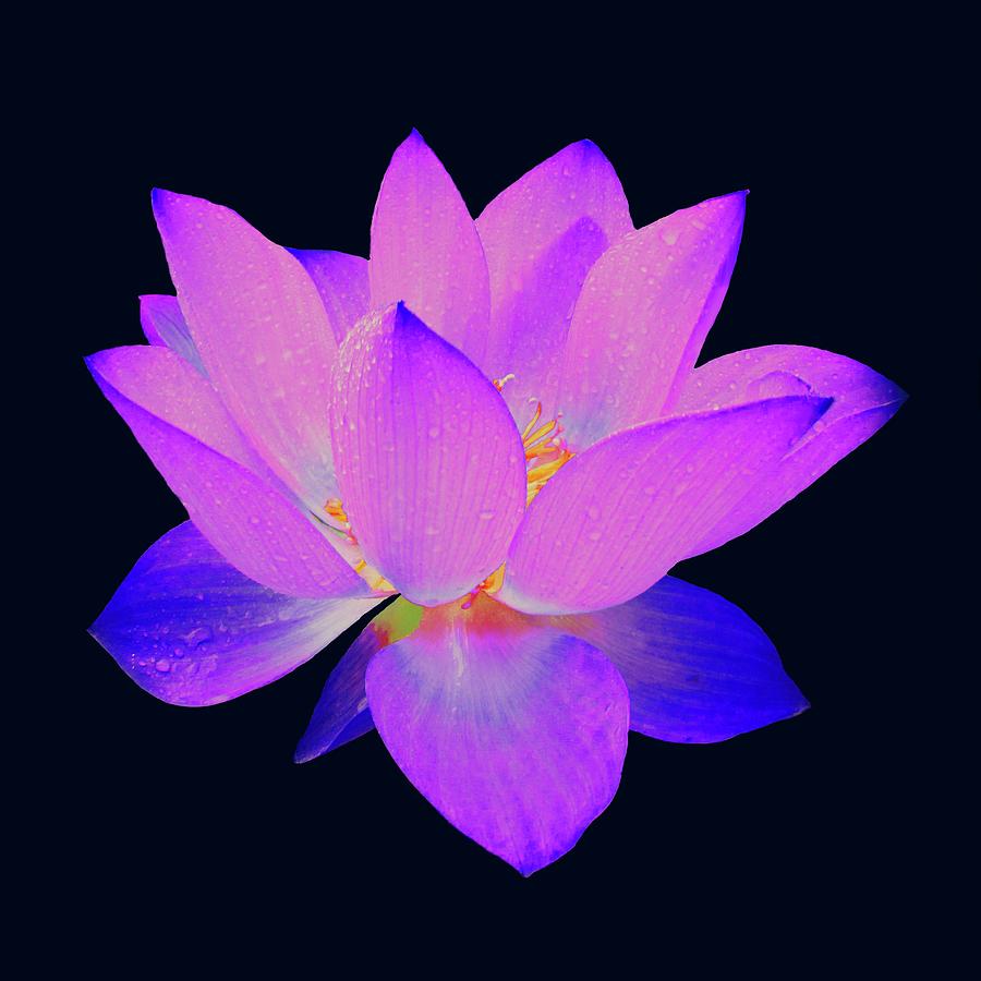 Evening Purple Lotus  Painting by David Dehner