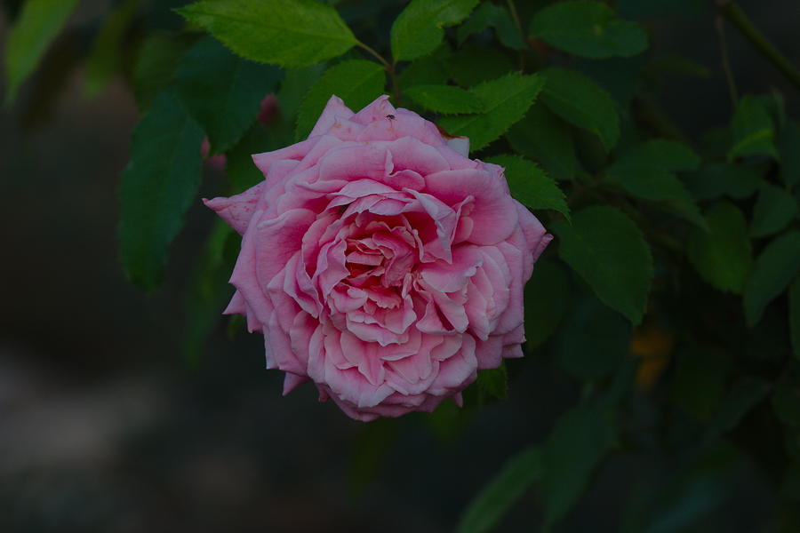Evening rose Photograph by James Smullins