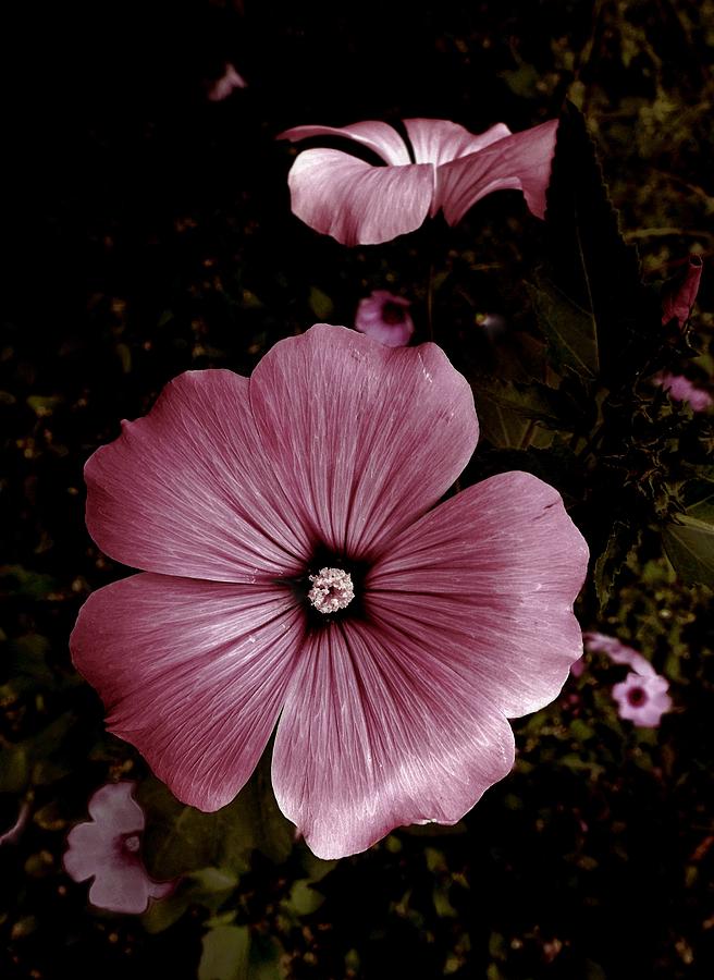Evening Rose Mallow Photograph by Danielle R T Haney