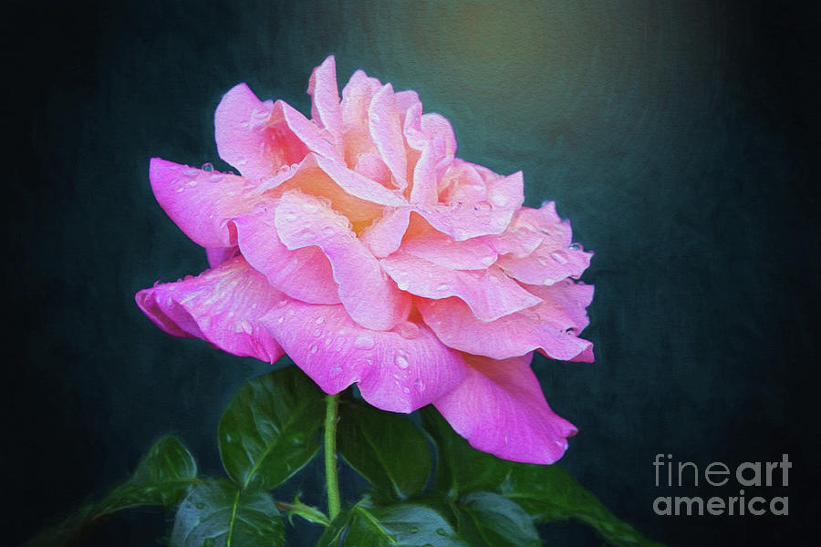 Evening Rose Digital Art by Sharon McConnell