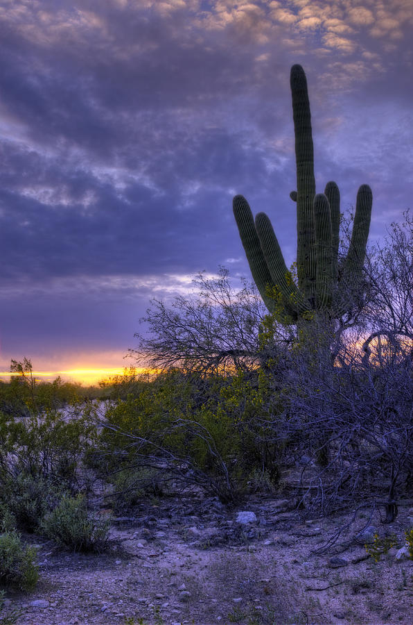 Tucson Photograph - Evening Saguaro 1 - Tucson - Arizona by Nikolyn McDonald
