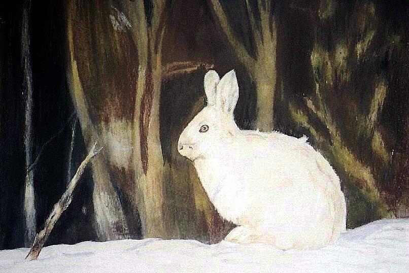 Snowshoe Hare Painting - Evening Snow by Debra Sandstrom Snowshoe Hare Painting - Evening Snow by Debra Sandstrom