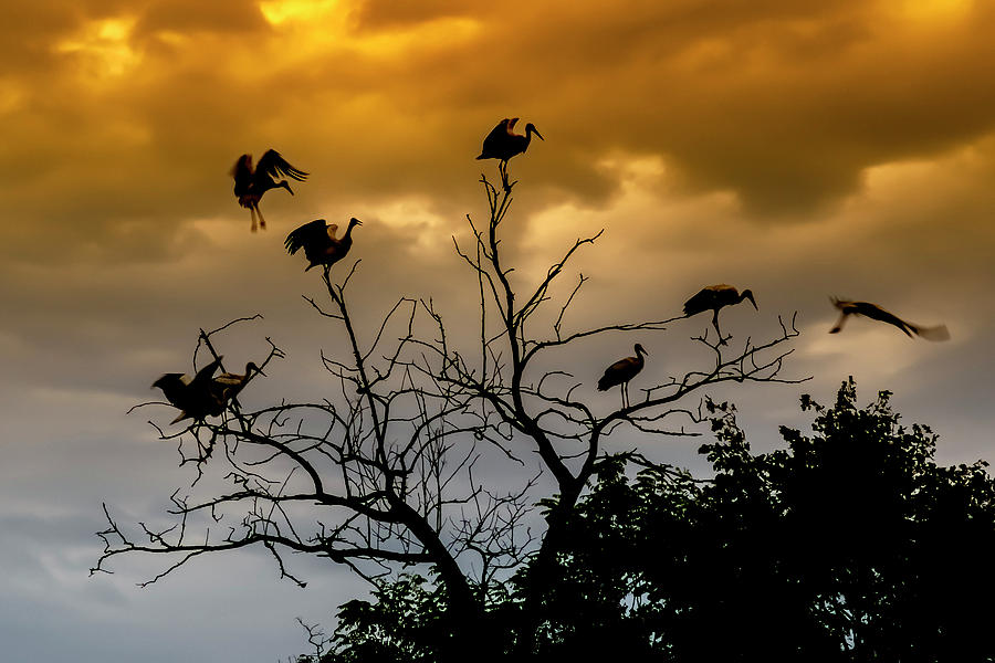 Evening Storks by Cliff Norton Evening Storks by Cliff Norton