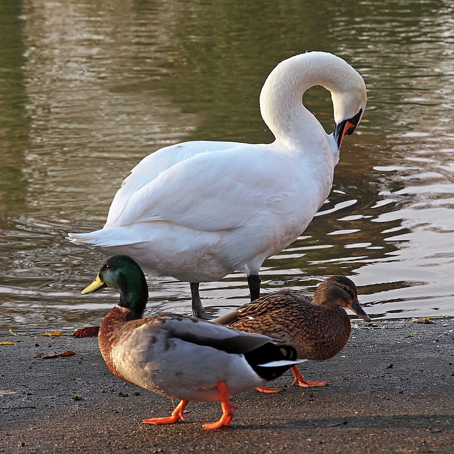 Evening Stroll - Swan and Ducks By The River Photograph by Gill Billington