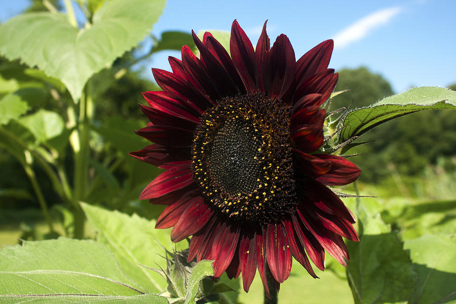 Evening Sun Sunflower #1 Photograph by Jeff Severson