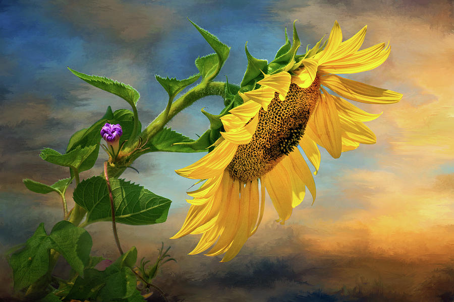 Evening Sunflower Photograph by Carolyn Derstine