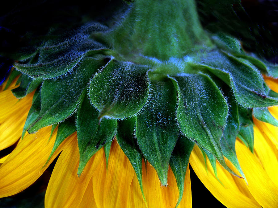 Sunflower Photograph - Evening Sunflower by Jessica Jenney