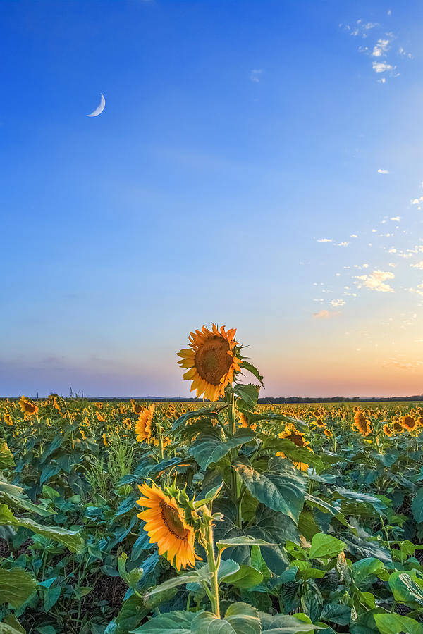 Sunflower Photograph - Evening Sunflower by Jill Van Doren Rolo