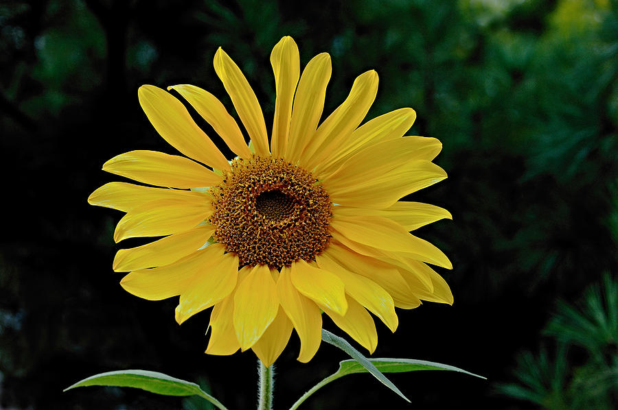 Evening Sunflower Photograph by William Jobes