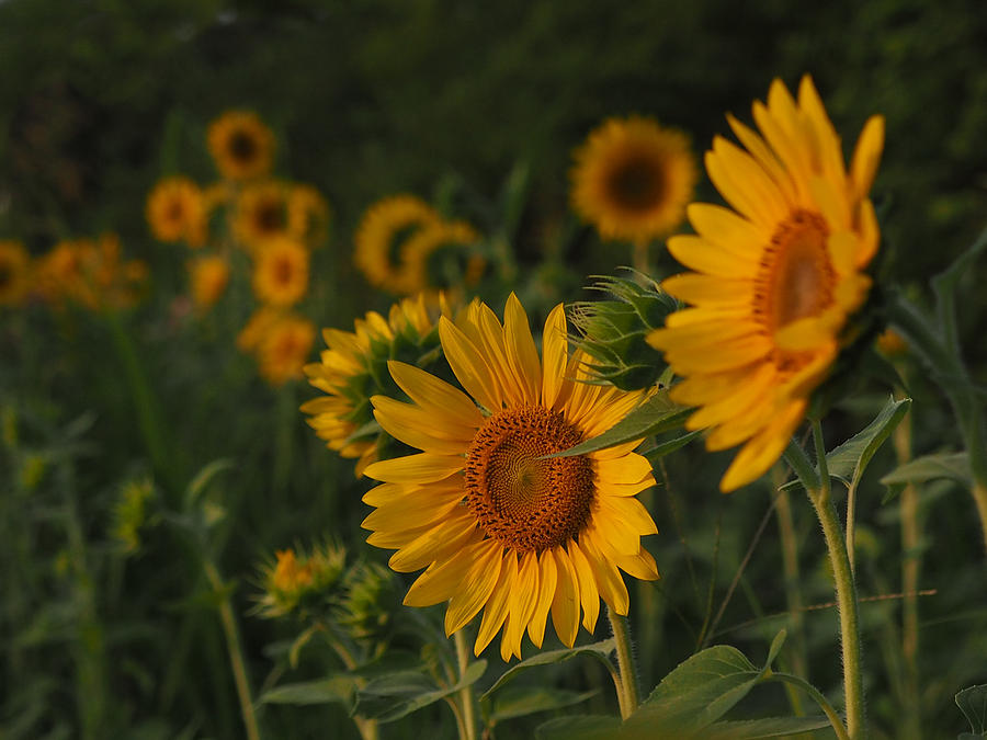 Evening Sunflowers Photograph by Paula Ponath