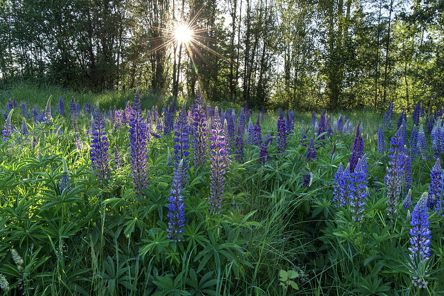 Flower Photograph - Evening Sunlight on Bigleaf Lupines by Michael Russell