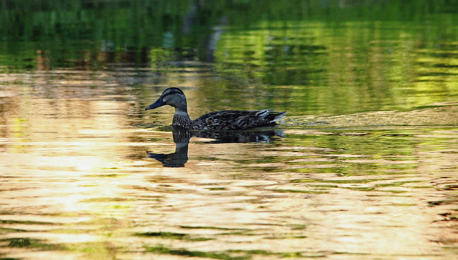 Duck Photograph - Evening Swim by Debbie Oppermann