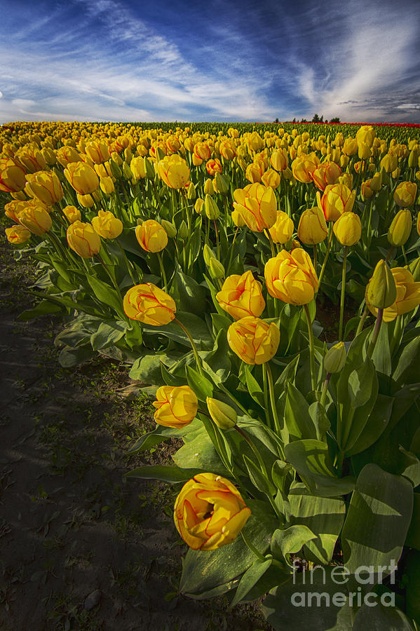 Evening Tulips Photograph by Sonya Lang