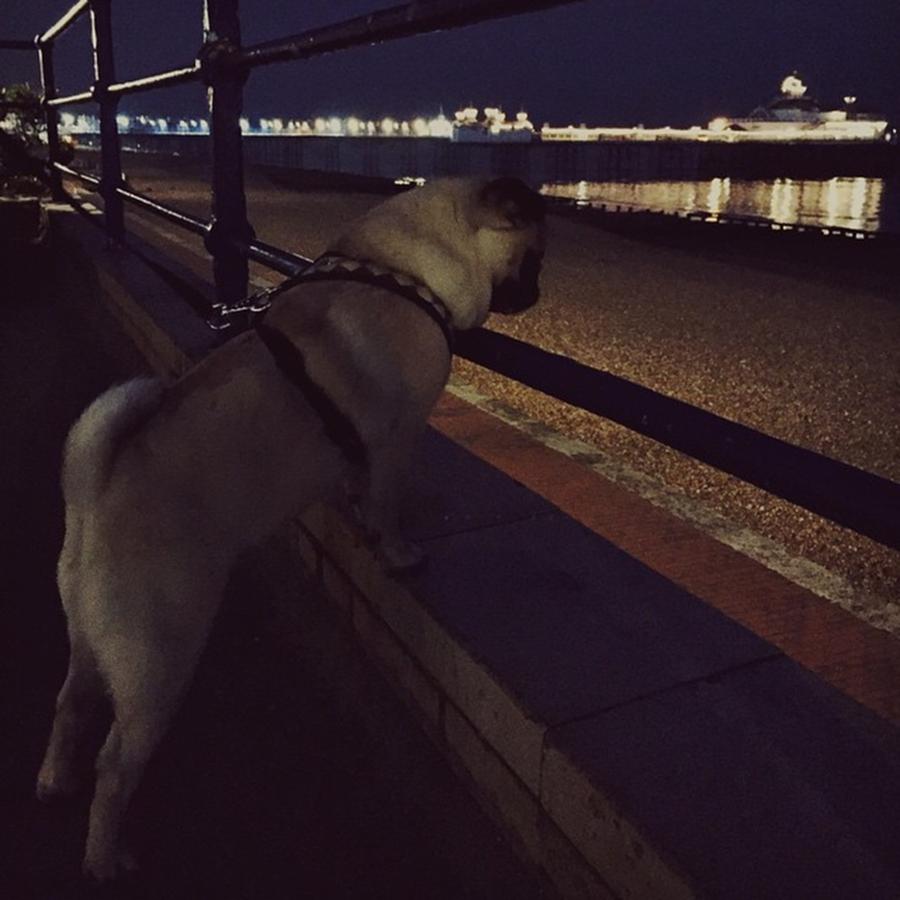 Pug Photograph - Evening Walk With The Boy And by Natalie Anne