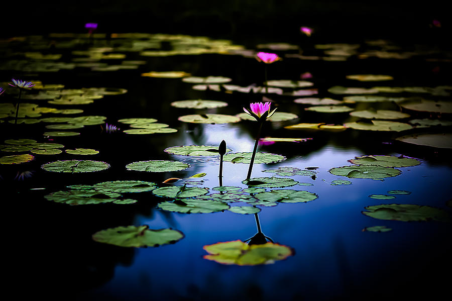 Evening Water Lilies Photograph by Craig Watanabe