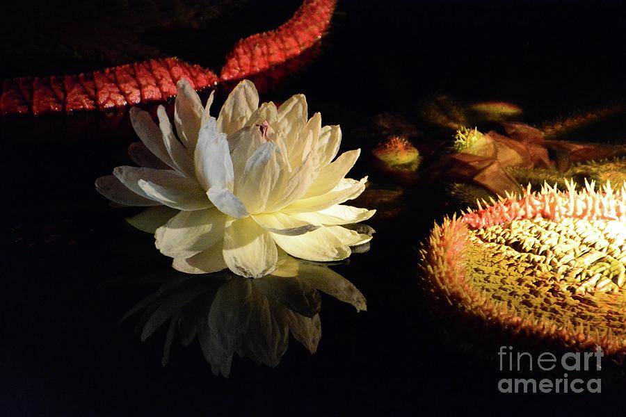 Evening Water Lily Photograph by Cindy Manero