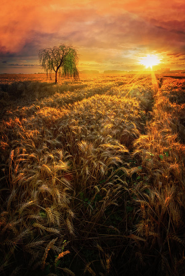 Evening Wheat Fields Photograph by Debra and Dave Vanderlaan
