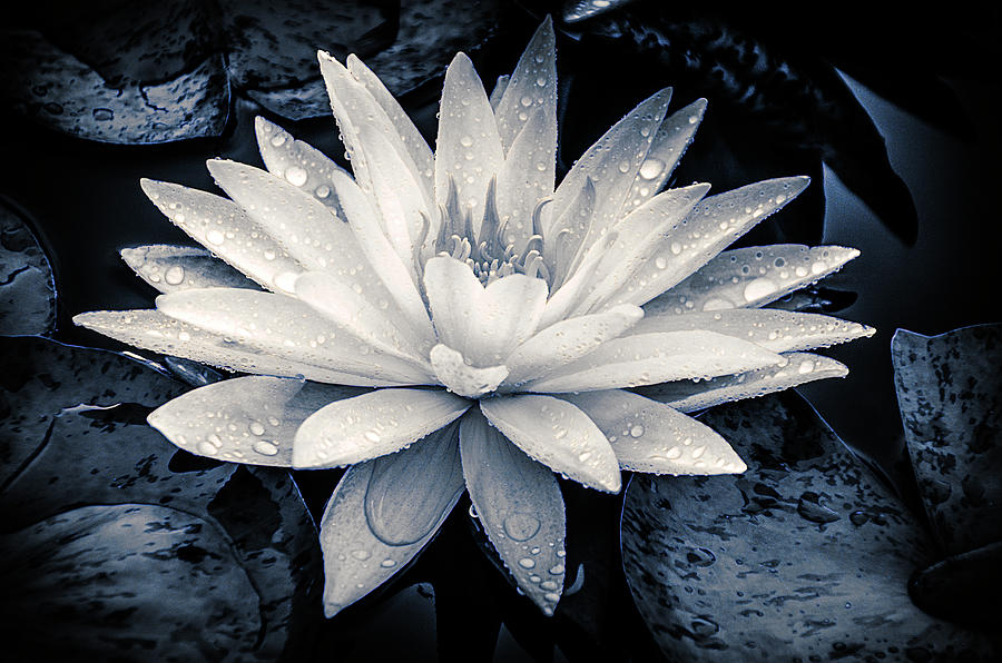 Evening White Water Lily Photograph by Julie Palencia