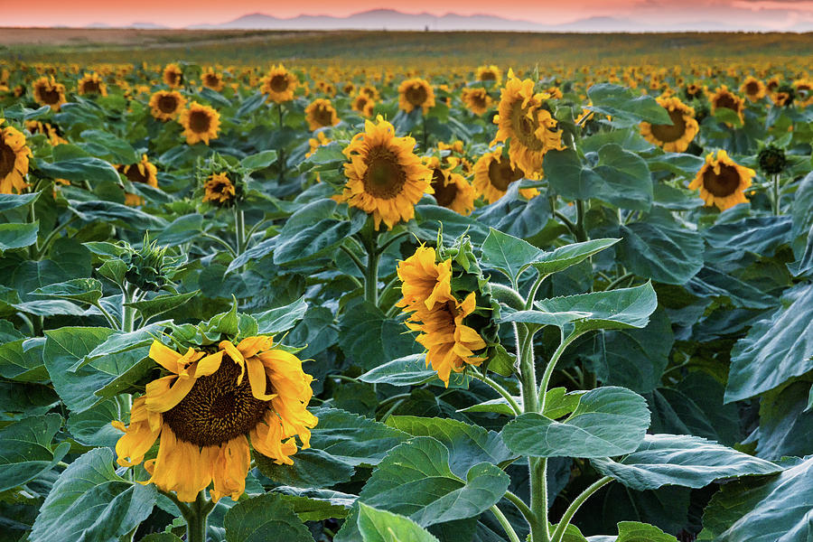 Evening With The Sunflowers Photograph by John De Bord
