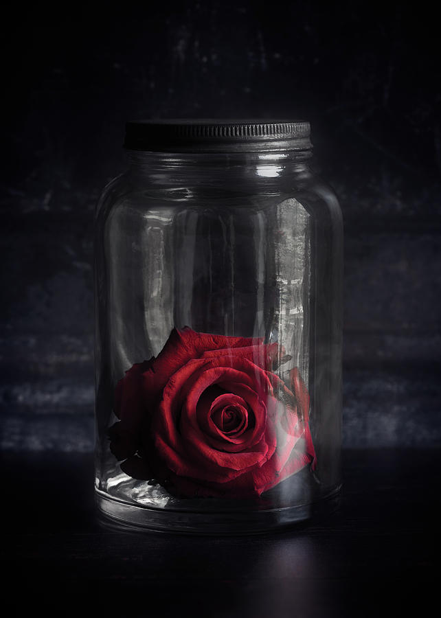 Rose Photograph - Ever After by Amy Weiss