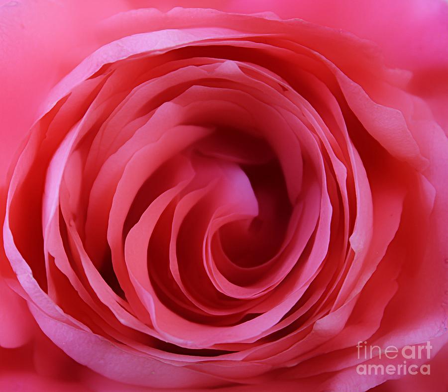 Rose Photograph - Ever Decreasing Circles by Clare Bevan