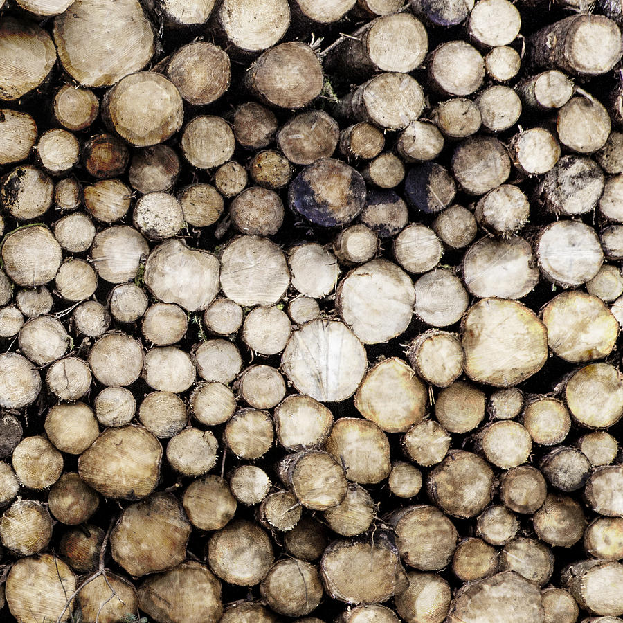 Logs Photograph - Ever Decreasing Circles by Kate Morton Logs Photograph - Ever Decreasing Circles by Kate Morton