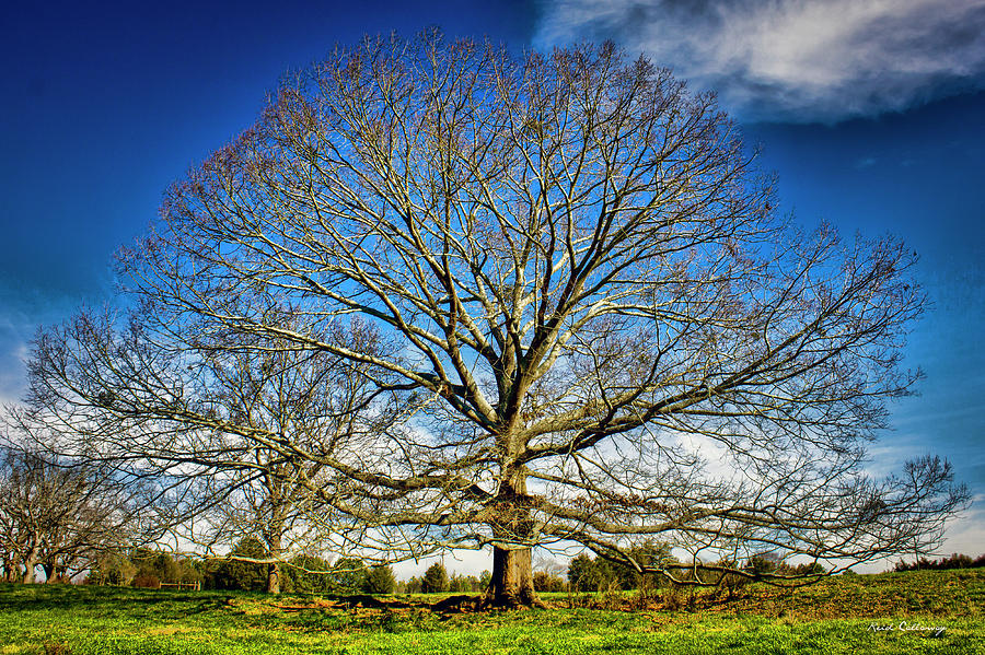 Ever Expanding 2 Field Red Oak Tree Art Photograph by Reid Callaway
