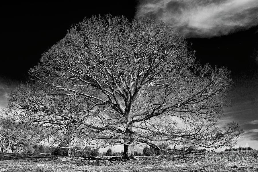 Ever Expanding Red Oak Tree Art Photograph by Reid Callaway