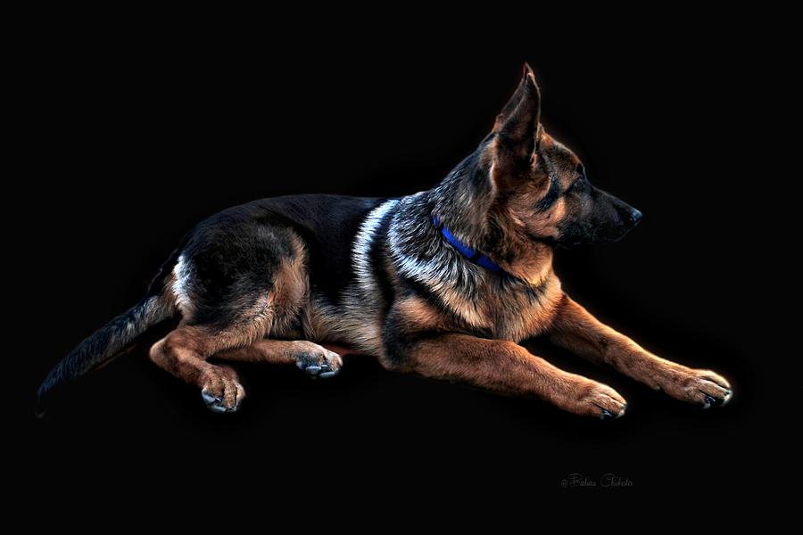 Ever Vigilant German Shepherd Photograph by Barbara Chichester