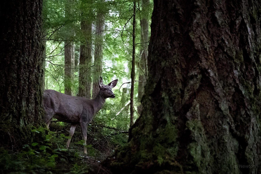 Deer Photograph - Ever Vigilant by Tim Newton